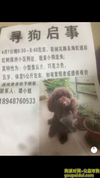 【深圳找狗】，福田保税区寻巧克力贵宾，它是一只非常可爱的宠物狗狗，希望它早日回家，不要变成流浪狗。