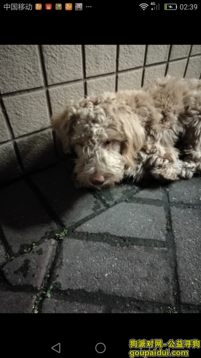 【深圳捡到狗】，罗湖布心路捡到长毛狗，它是一只非常可爱的宠物狗狗，希望它早日回家，不要变成流浪狗。