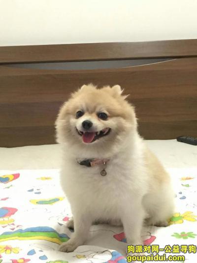 东莞市南城区丢失爱犬，希望好心人帮忙找回，它是一只非常可爱的宠物狗狗，希望它早日回家，不要变成流浪狗。