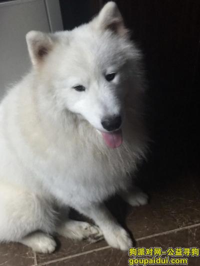 【无锡找狗】，江苏省无锡北塘区民丰家园酬谢两千元寻找萨摩，它是一只非常可爱的宠物狗狗，希望它早日回家，不要变成流浪狗。