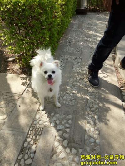 【晋城找狗】，寻狗启示  白色博美，它是一只非常可爱的宠物狗狗，希望它早日回家，不要变成流浪狗。