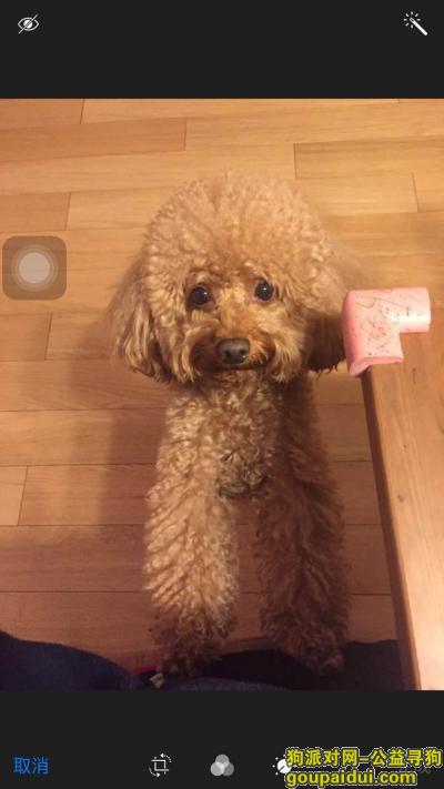 【上海找狗】，上海浦东新区杜鹃路55弄酬谢五千元寻找贵宾，它是一只非常可爱的宠物狗狗，希望它早日回家，不要变成流浪狗。