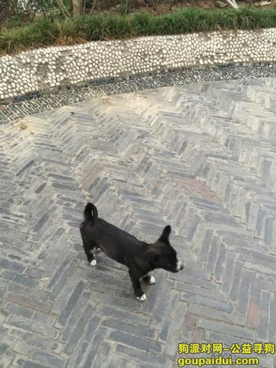 无锡丢狗，寻黑色土狗一只10月27日走失，它是一只非常可爱的宠物狗狗，希望它早日回家，不要变成流浪狗。