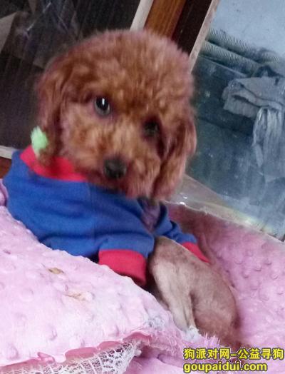 千元急寻爱犬10月9日新民市茶棚庵村跑丢，它是一只非常可爱的宠物狗狗，希望它早日回家，不要变成流浪狗。