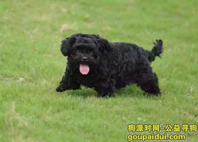 南京找狗，南京河西聚福园酬谢一万五千元寻找黑色泰迪，它是一只非常可爱的宠物狗狗，希望它早日回家，不要变成流浪狗。