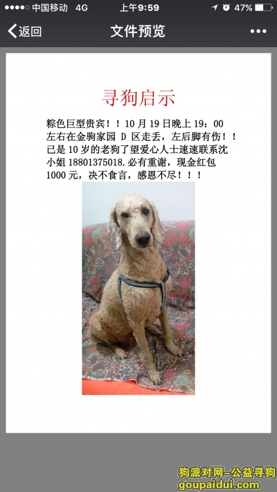 【北京找狗】，寻找十岁巨型贵宾犬！，它是一只非常可爱的宠物狗狗，希望它早日回家，不要变成流浪狗。