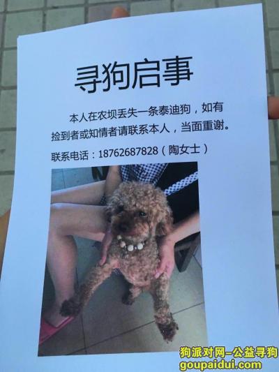 本人在2016年9月12号下午4点半到5点半左右，在东北塘农坝马路边丢失一只浅棕色泰迪狗，它是一只非常可爱的宠物狗狗，希望它早日回家，不要变成流浪狗。
