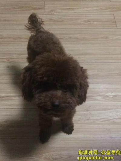 【青岛找狗】，2岁半泰迪 6斤左右 28日走失 重谢，它是一只非常可爱的宠物狗狗，希望它早日回家，不要变成流浪狗。