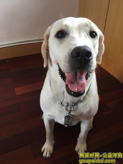 【天津找狗】，白色拉布拉多，舌头上有黑色胎记，它是一只非常可爱的宠物狗狗，希望它早日回家，不要变成流浪狗。