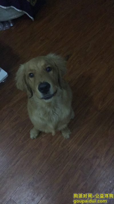 一只六个月大的金毛，请大家留意下，它是一只非常可爱的宠物狗狗，希望它早日回家，不要变成流浪狗。