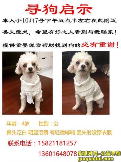 【上海找狗】，狗狗在丰庄西路新郁路10月07日17点30分走丢望好心人看到能送回酬金一万谢谢，它是一只非常可爱的宠物狗狗，希望它早日回家，不要变成流浪狗。