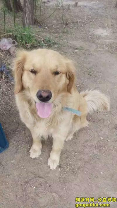 包头市昆都仑区丢失一只金毛，它是一只非常可爱的宠物狗狗，希望它早日回家，不要变成流浪狗。