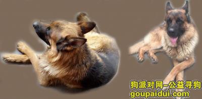 【北京找狗】，寻找两条德国黑贝，拜托各位，它是一只非常可爱的宠物狗狗，希望它早日回家，不要变成流浪狗。