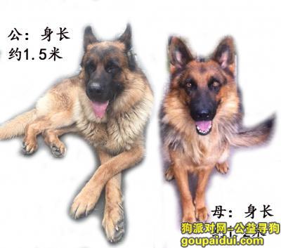 【北京找狗】，寻找两条走失的黑背，有重酬！！！，它是一只非常可爱的宠物狗狗，希望它早日回家，不要变成流浪狗。