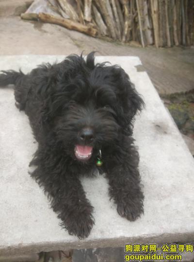宜宾寻狗启示，寻找黑色泰迪狗，名叫黑仔，它是一只非常可爱的宠物狗狗，希望它早日回家，不要变成流浪狗。