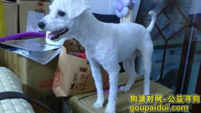 【广州找狗】，小比熊糖糖，广州海印公园走失，它是一只非常可爱的宠物狗狗，希望它早日回家，不要变成流浪狗。
