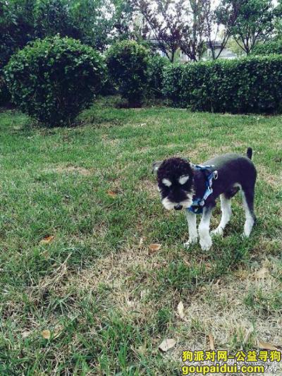 北京 朝阳区 常营连心园g区丢失一只雪纳瑞  返还必有重谢，它是一只非常可爱的宠物狗狗，希望它早日回家，不要变成流浪狗。