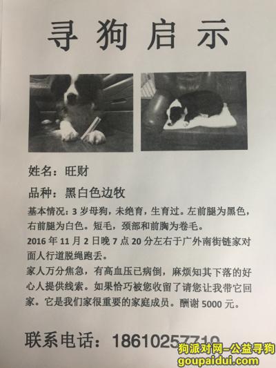 5000寻狗 西城广外南街走失边牧，它是一只非常可爱的宠物狗狗，希望它早日回家，不要变成流浪狗。