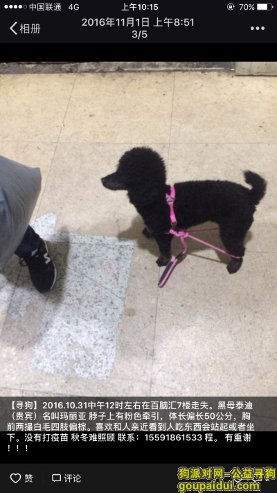 黑泰迪在百脑汇电脑城走丢，它是一只非常可爱的宠物狗狗，希望它早日回家，不要变成流浪狗。