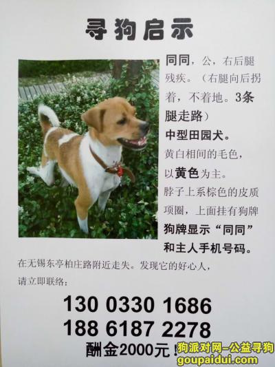 【无锡找狗】，无锡 东亭柏庄路附近酬谢2000元寻找狗狗，它是一只非常可爱的宠物狗狗，希望它早日回家，不要变成流浪狗。