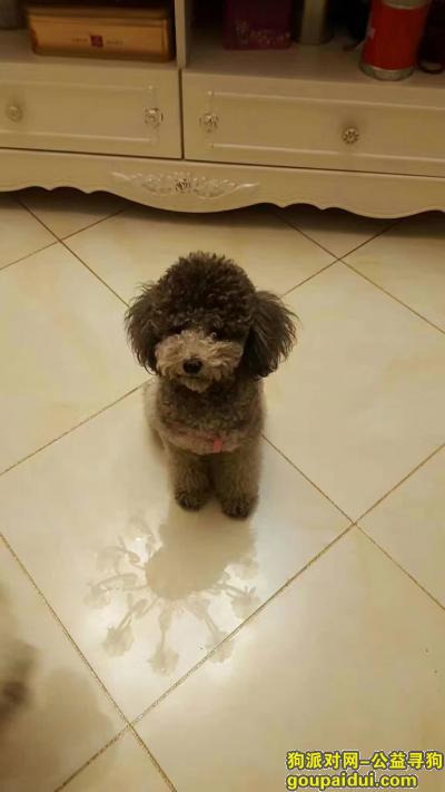 寻找保定京南一品附近丢失的灰色泰迪玩具犬，它是一只非常可爱的宠物狗狗，希望它早日回家，不要变成流浪狗。