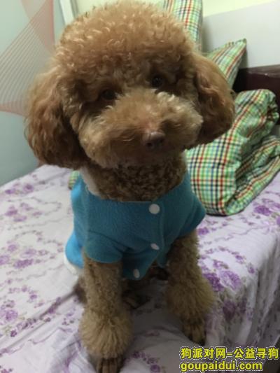 【上海找狗】，狗儿子掉了,如大家发现必有重谢！！！！！，它是一只非常可爱的宠物狗狗，希望它早日回家，不要变成流浪狗。