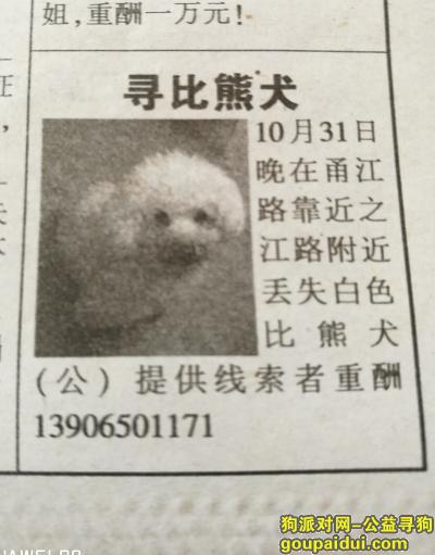 【杭州找狗】，寻找13岁公，比熊犬，它是一只非常可爱的宠物狗狗，希望它早日回家，不要变成流浪狗。