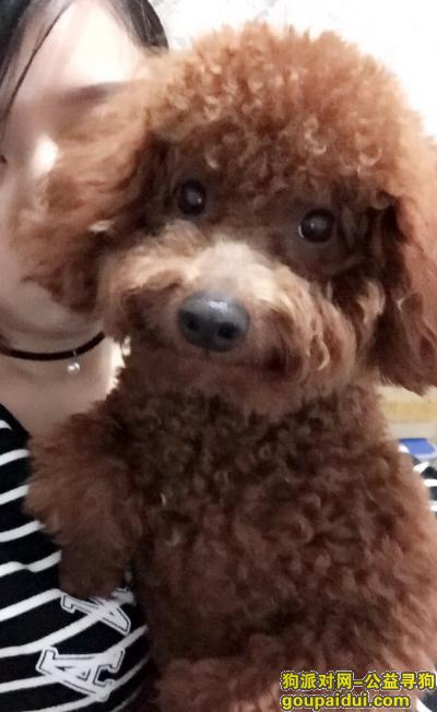 麻麻寻找爱犬芒果    深咖色泰迪，它是一只非常可爱的宠物狗狗，希望它早日回家，不要变成流浪狗。