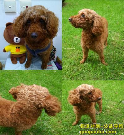 【上海找狗】，谢谢各位好心人宠物已找回，它是一只非常可爱的宠物狗狗，希望它早日回家，不要变成流浪狗。