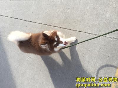 【北京找狗】，昌平区北七家镇羊各庄新村走失，重金5000，它是一只非常可爱的宠物狗狗，希望它早日回家，不要变成流浪狗。