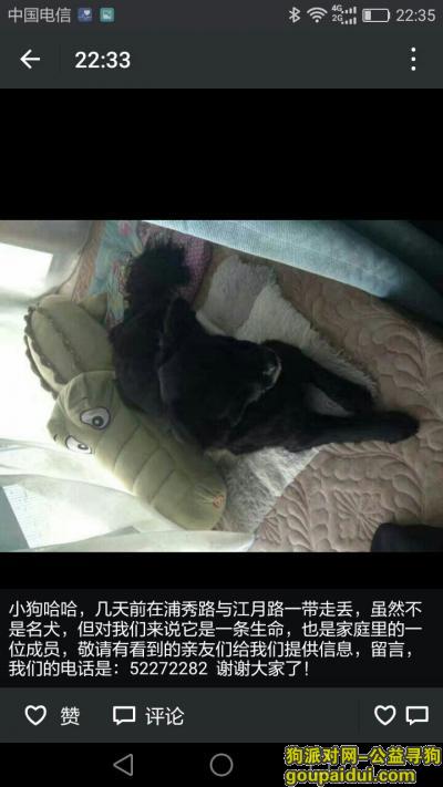 【上海找狗】，敬请大家帮助哈哈回家！，它是一只非常可爱的宠物狗狗，希望它早日回家，不要变成流浪狗。