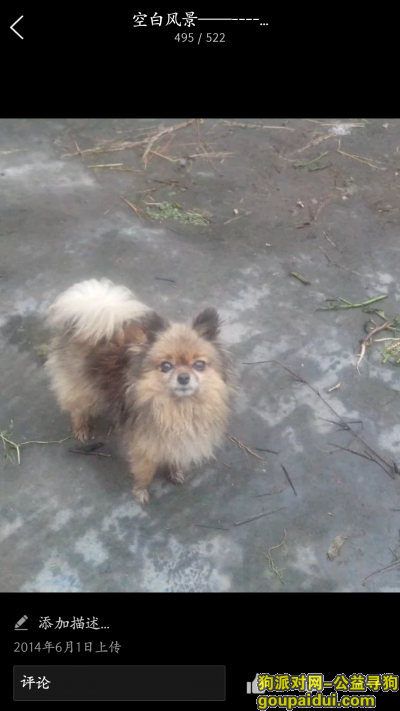 【重庆找狗】，11号上午在永川清华苑走散，它是一只非常可爱的宠物狗狗，希望它早日回家，不要变成流浪狗。