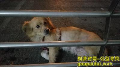 【广州捡到狗】，谁丢的，速领！在我们门前，差不多3天了。，它是一只非常可爱的宠物狗狗，希望它早日回家，不要变成流浪狗。