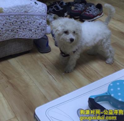 祥和万隆丢失白色比熊，它是一只非常可爱的宠物狗狗，希望它早日回家，不要变成流浪狗。