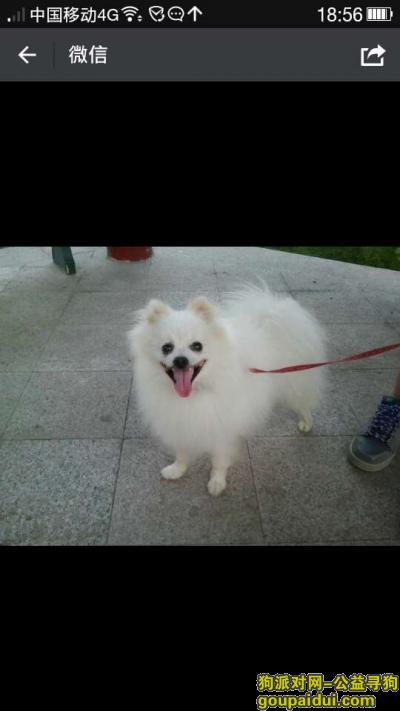【北京找狗】，北京市房山区窦店镇酬谢八千元寻找白色博美，它是一只非常可爱的宠物狗狗，希望它早日回家，不要变成流浪狗。