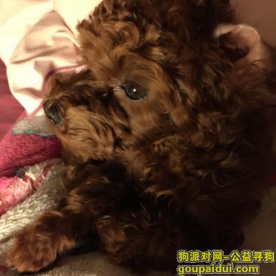 【北京找狗】，六个月的钢镚儿棕色泰迪走失 槐房西路走失，跟我相依为命，希望好心人帮帮忙，它是一只非常可爱的宠物狗狗，希望它早日回家，不要变成流浪狗。