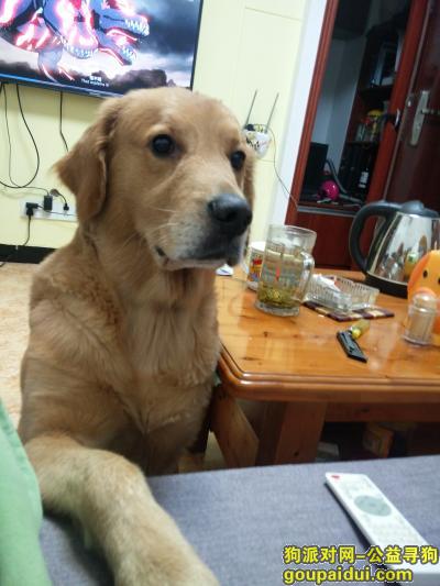 我的金毛于2016.11.14凌晨走失，走失时戴有花围脖，金毛名叫饺子。，它是一只非常可爱的宠物狗狗，希望它早日回家，不要变成流浪狗。
