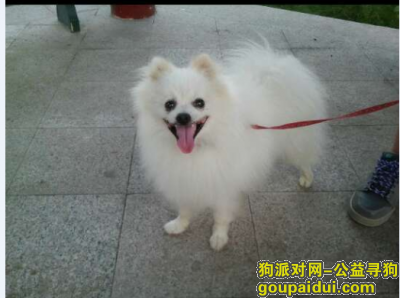 【北京找狗】，北京市 房山区窦店镇酬谢八千元寻找白色博美，它是一只非常可爱的宠物狗狗，希望它早日回家，不要变成流浪狗。