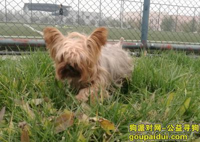 【北京找狗】，找一只叫小新的约克夏，它是一只非常可爱的宠物狗狗，希望它早日回家，不要变成流浪狗。