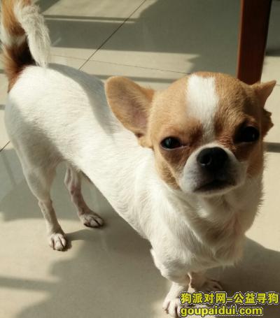 【邯郸找狗】，寻找河北邯郸白黄色吉娃娃，它是一只非常可爱的宠物狗狗，希望它早日回家，不要变成流浪狗。
