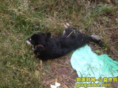 成都找狗主人，成华区龙潭寺小黑狗被撞了，它是一只非常可爱的宠物狗狗，希望它早日回家，不要变成流浪狗。