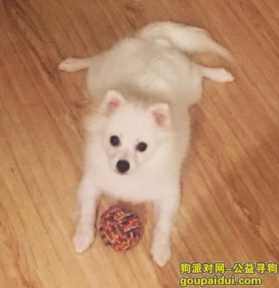 温州丢狗，寻狗酬金1000,白色博美，它是一只非常可爱的宠物狗狗，希望它早日回家，不要变成流浪狗。