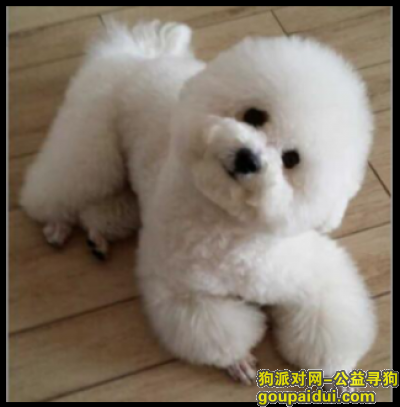 【郑州找狗】，郑州市急急寻白色比熊，我们一直在等着你，它是一只非常可爱的宠物狗狗，希望它早日回家，不要变成流浪狗。