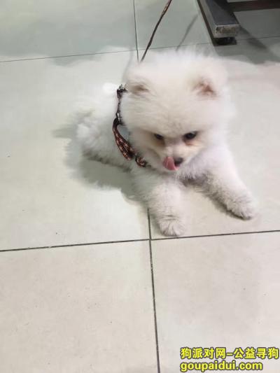 【台州找狗】，台州市黄岩区寻狗启示，它是一只非常可爱的宠物狗狗，希望它早日回家，不要变成流浪狗。