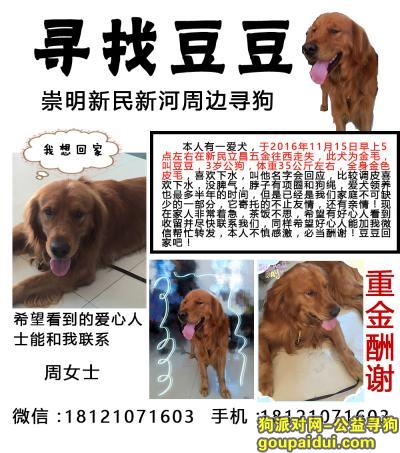 【上海找狗】，上海崇明新河周边寻找金毛，它是一只非常可爱的宠物狗狗，希望它早日回家，不要变成流浪狗。