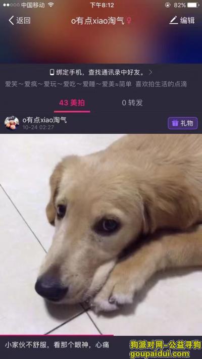 【上海找狗】，上海九亭镇 寻狗启事，它是一只非常可爱的宠物狗狗，希望它早日回家，不要变成流浪狗。