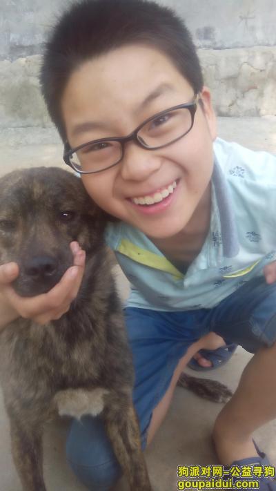 【郑州找狗】，寻找多日走失的家狗，请各位好心人帮忙，它是一只非常可爱的宠物狗狗，希望它早日回家，不要变成流浪狗。