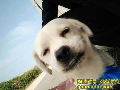 【郑州找狗】，找到500奖励~~~~~~~~~，它是一只非常可爱的宠物狗狗，希望它早日回家，不要变成流浪狗。