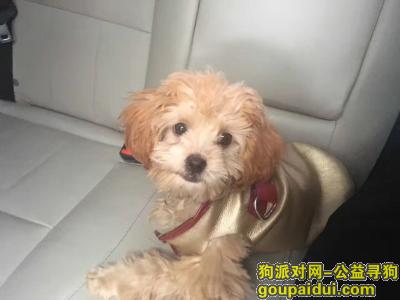 上海寻狗主人，中山公园捡到黄皮衣泰迪一只，它是一只非常可爱的宠物狗狗，希望它早日回家，不要变成流浪狗。
