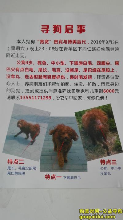 四川省成都市青羊区下同仁路附近丢失，宽宽贵宾狗儿，它是一只非常可爱的宠物狗狗，希望它早日回家，不要变成流浪狗。